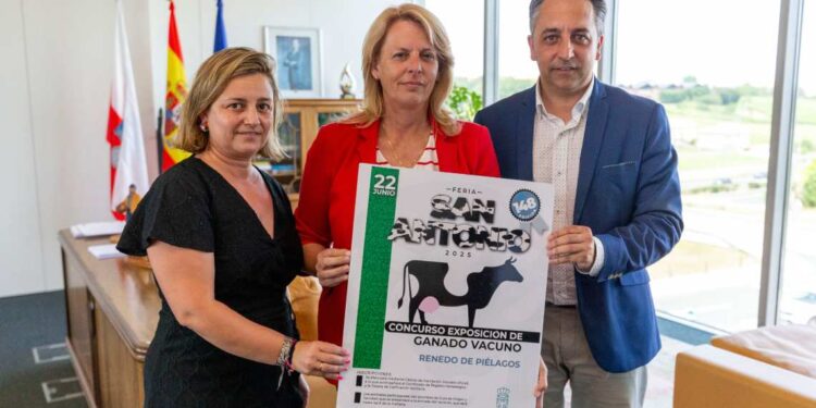 exposición de ganado vacuno frisón