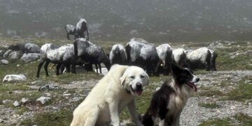 Lobo Ibérico