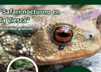 Safari nocturno