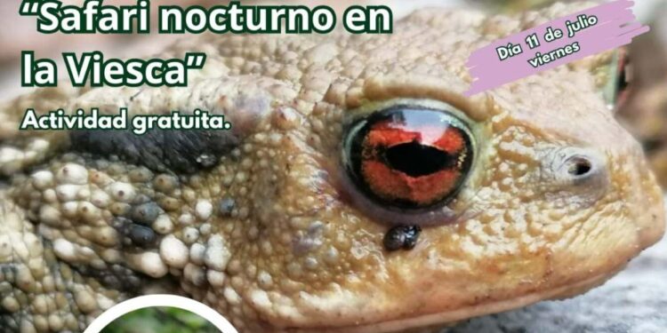 Safari nocturno