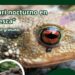 Safari nocturno