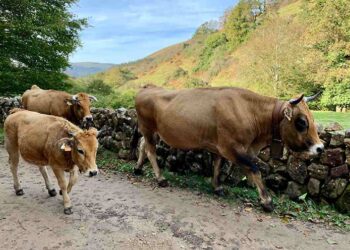 lengua azul bovina