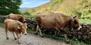 lengua azul bovina
