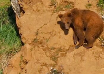 Imagen de un Oso pardo en Cantabria.
