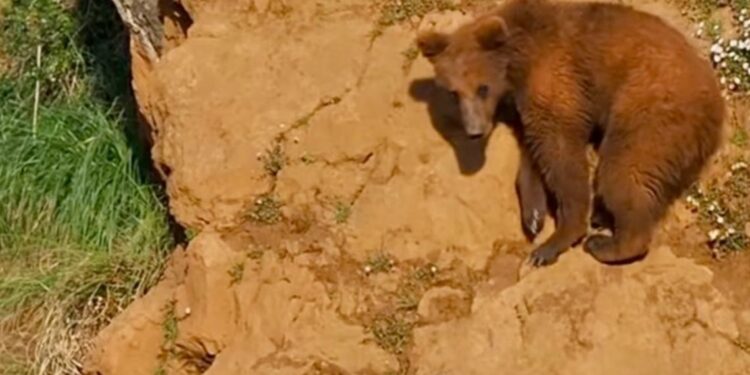 Imagen de un Oso pardo en Cantabria.