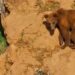 Imagen de un Oso pardo en Cantabria.