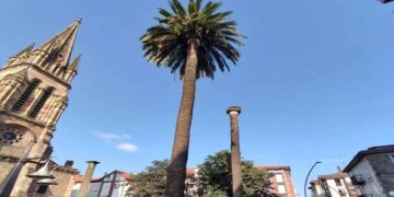Picudo Rojo en las palmeras de Torrelavega