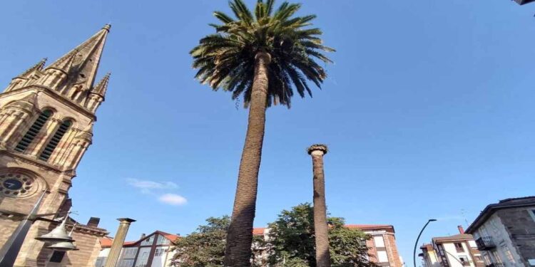 Picudo Rojo en las palmeras de Torrelavega