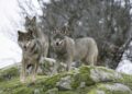 Plan de Gestión del Lobo