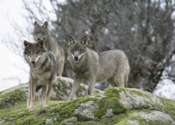Plan de Gestión del Lobo