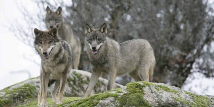 Plan de Gestión del Lobo