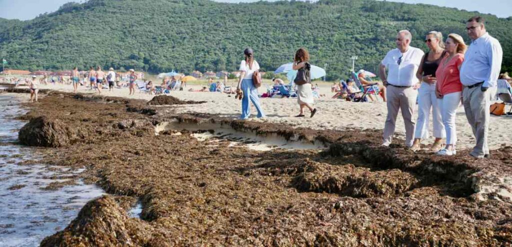 Playas de Noja invasión de algas invasoras