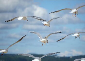 caso gripe aviar gaviota en castro