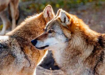 Plan de Gestión del Lobo
