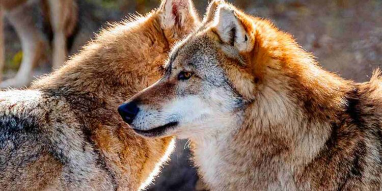 Plan de Gestión del Lobo