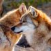 Plan de Gestión del Lobo