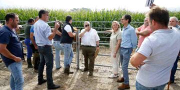 subasta de ganado tudanco y monchina en la finca Aranda