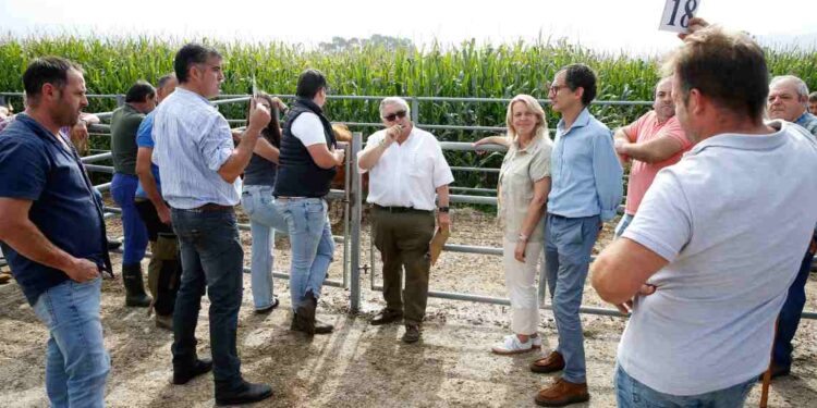 subasta de ganado tudanco y monchina en la finca Aranda