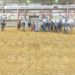XXV Concurso Morfológico de Torrelavega