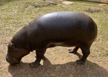 hipopótamo pigmeo