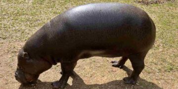 hipopótamo pigmeo