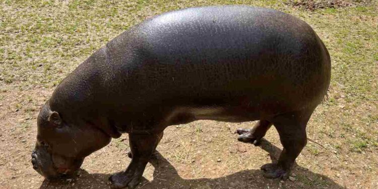 hipopótamo pigmeo