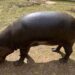 hipopótamo pigmeo