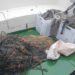 Redes ilegales incautadas en las marismas de Santoña