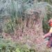 Trabajos forestales en montes de Cantabria