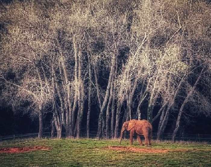 Foto reconocida con un accésit en el concurso mi Rincón Favorito la fotografía de Cabarceno de Ana Díez Riero,