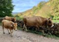 pago de las ayudas de intervención agroambiental