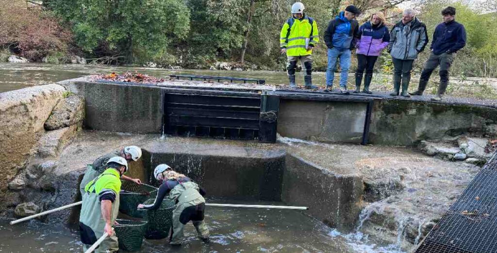 Control de salmones y truchas