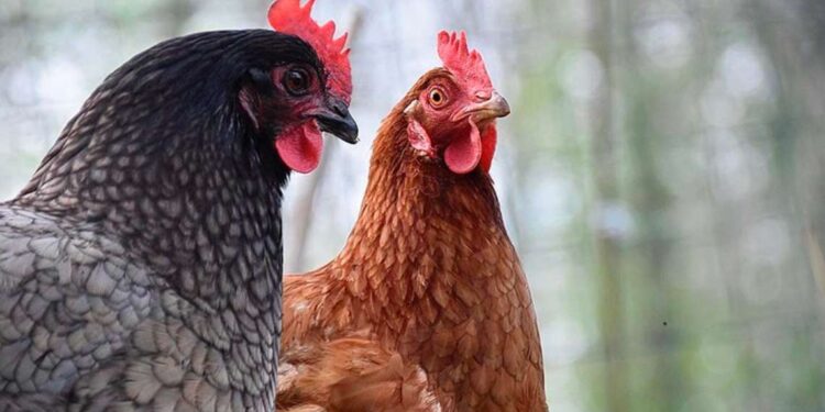 Gripe Aviar en Cantabria