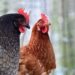 Gripe Aviar en Cantabria