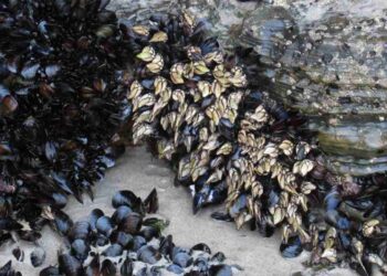Mariscadores de percebe