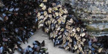 Mariscadores de percebe