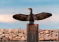 Detectado la Gripe Aviar en un Cormorán