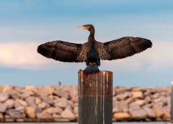 Detectado la Gripe Aviar en un Cormorán