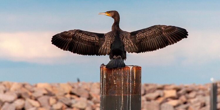 Detectado la Gripe Aviar en un Cormorán