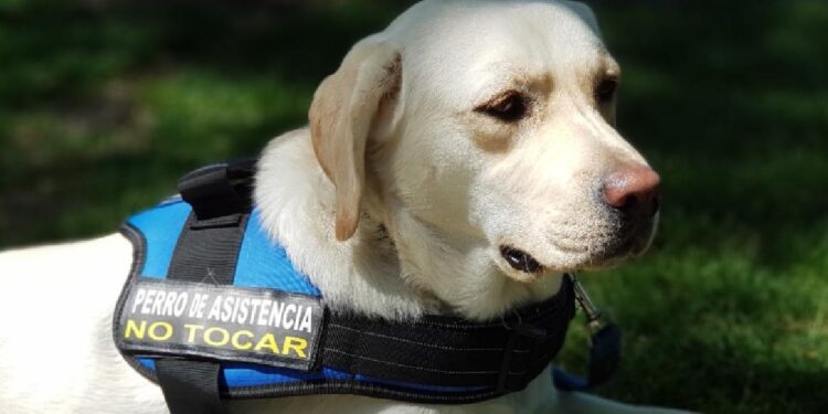 Perro de asistencia