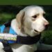Perro de asistencia