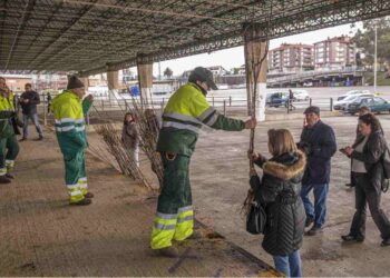 Campaña del Árbol 2026