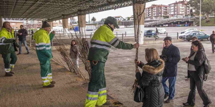 Campaña del Árbol 2026