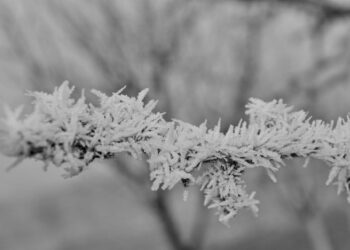 Nevadas