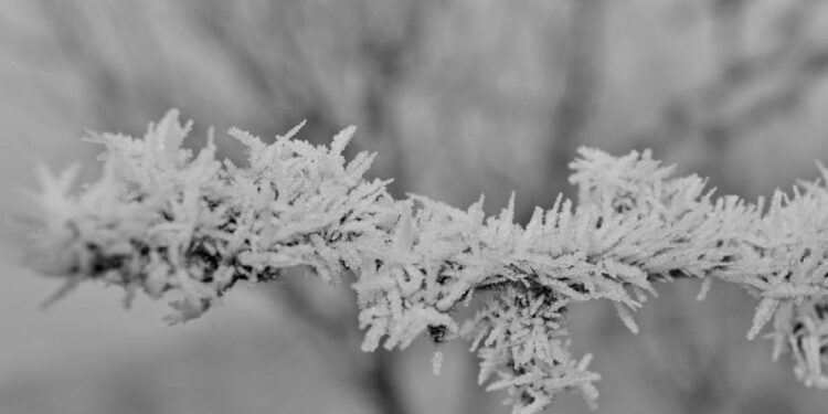 Nevadas