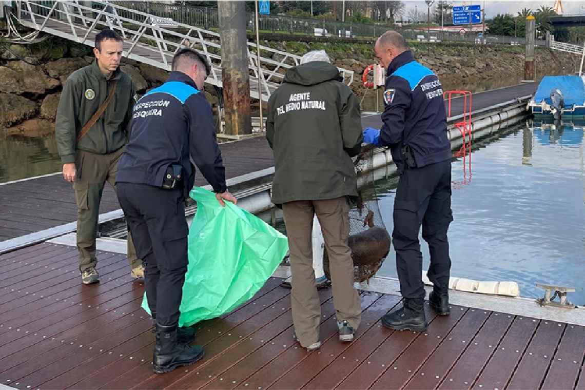 Una nutria muerta hallada en una trampa de pesca ilegal