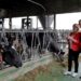 Ayudas al bienestar y sanidad animal