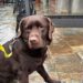 Kiara Unidad Canina Torrelavega