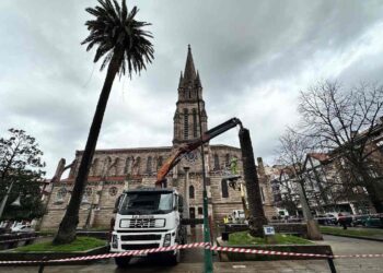 Retirada por seguridad una de las palmeras de La Asunción