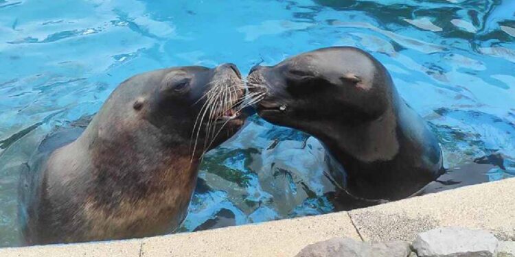 Pas, hembra de león marino